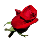 Flowers Fast Cash Back: Best Rates & Offers logo